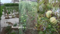 Dëmet nga reshjet në tokat bujqësore