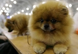 Qen i racës, Pomeranian.